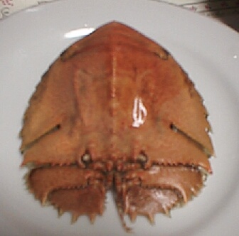 ��ł���